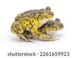 eastern spadefoot toad or frog - Scaphiopus holbrookii  - mating pair male and female in amplexus Isolated on white background