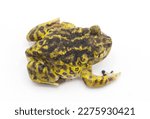 eastern spadefoot toad or frog - Scaphiopus holbrookii - top dorsal view from above.  Isolated on white background