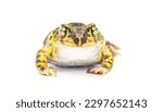 eastern spadefoot toad or frog - Scaphiopus holbrookii - Isolated on white background front face view. Vibrant yellow color and amazing eyes