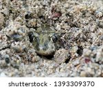 Eastern spadefoot toad, Scaphiopus holbrookii, Bulgaria, April 2019