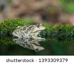 Eastern spadefoot toad, Scaphiopus holbrookii, Bulgaria, April 2019