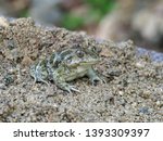 Eastern spadefoot toad, Scaphiopus holbrookii, Bulgaria, April 2019