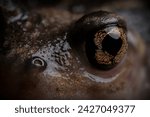 Eastern spadefoot toad (Scaphiopus holbrookii) close up eye