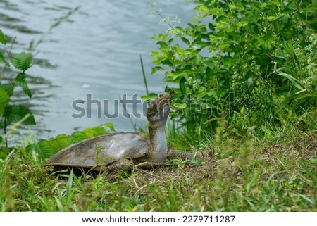 Eastern Spiny Softshell Turtle (Apalone spinifera spinifera) 