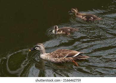 Eastern Spot Billed Duck Family