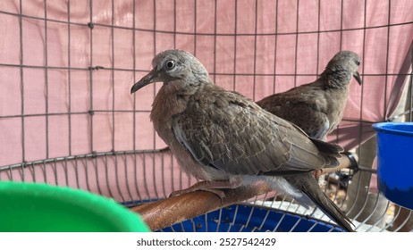 Eastern Spotted Dove, Spotted Dove (Spilopelia chinensis) in steel cage.	 - Powered by Shutterstock