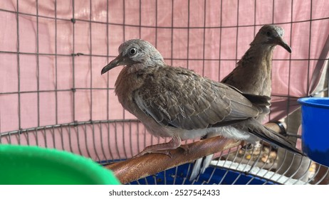 Eastern Spotted Dove, Spotted Dove (Spilopelia chinensis) in steel cage.	 - Powered by Shutterstock