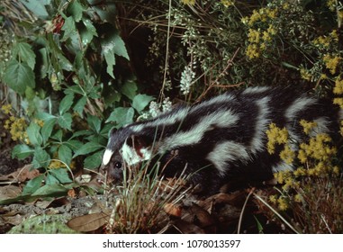 Eastern Spotted Skunk (Spilogale Putorius)