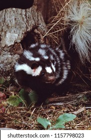 Eastern Spotted Skunk (Spilogale Putorius)