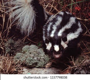 Eastern Spotted Skunk (Spilogale Putorius)