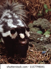 Eastern Spotted Skunk (Spilogale Putorius)