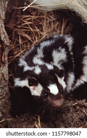 Eastern Spotted Skunk (Spilogale Putorius)