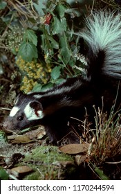 Eastern Spotted Skunk (Spilogale Putorius)