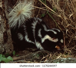 Eastern Spotted Skunk (Spilogale Putorius)