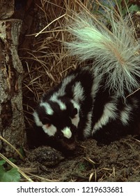 Eastern Spotted Skunk (Spilogale Putorius)