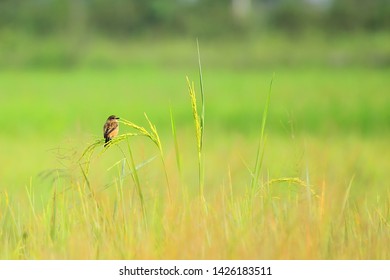 Eastern Stonechat is winter visitor bird to thailand