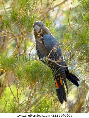 The eastern subspecies of the glossy black cockatoo (C. l. lathami) is listed as threatened. The birds are found in open forest and woodlands, and usually feed on seeds of the she-oak (Casuarina spp