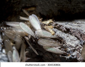 Eastern subterranean termites, The swarmers (reproductives), alates, Winged termites, Reticulitermes flavipes