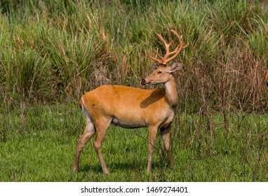 Eastern Swamp Deer A Vulnerable Species Of Deer Has World Highest Population In Kaziranga National Park, Assam Where I Clicked. A Nice Male Posing In Their Sweetable Habitat .