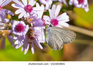 An Eastern Tailed Blue Butterfly Is Clollecting Nectar From Some Small Pink Flowers. Rouge National Urban Park, Toronto, Ontario, Canada.