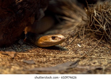 Eastern Taipan.