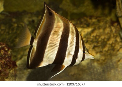 840 Koleksi Ikan Hias Air Laut Butterflyfish HD