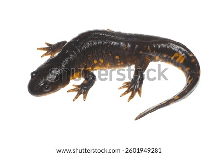An eastern tiger salamander, Ambystoma tignrinum,  a wide-ranging salamander in eastern North America photographed on a white background.