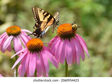 Eastern Tiger Swallowtail and bumble bee on a purple coneflower