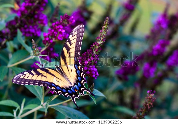 Eastern Tiger Swallowtail\
Butterfly