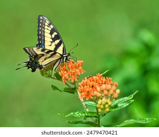 An eastern tiger swallowtail butterfly alights on orange wildflower in natural habitat - Powered by Shutterstock
