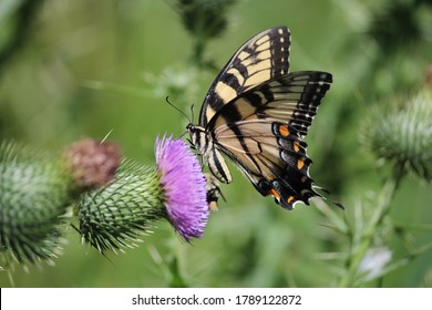 Eastern tiger swallowtail butterfly and a bumblebee feeding on a bull thistle flower