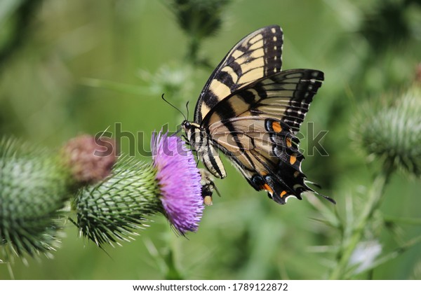 Eastern tiger swallowtail butterfly and a\
bumblebee feeding on a bull thistle\
flower