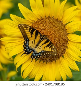 Eastern Tiger Swallowtail Butterfly feeding on a sunflower - Powered by Shutterstock