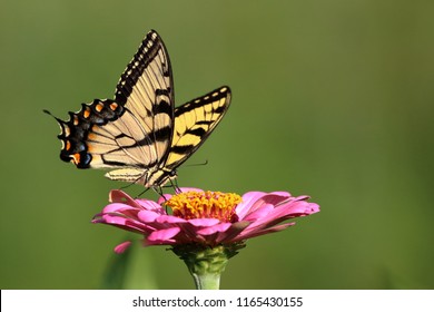 An Eastern Tiger Swallowtail Butterfly feeds on heirloom zinnia flowers in my garden on a warm summer afternoon.