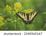 Eastern tiger swallowtail butterfly female (papilio glaucus) on golden alexanders (Zizia aurea)