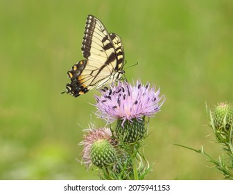 Eastern Tiger Swallowtail Butterfly Insect on a Field Thistle Wildflower 