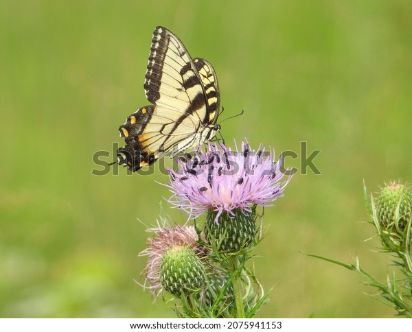 Eastern Tiger Swallowtail Butterfly Insect on a Field\
Thistle Wildflower 