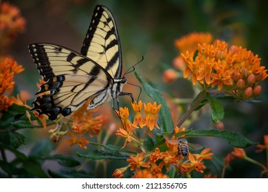 1,825 Tiger milkweed butterflies Images, Stock Photos & Vectors ...