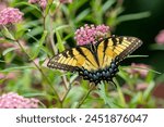 Eastern Tiger Swallowtail butterfly on swamp milkweed wildflower. Insect and nature conservation, habitat preservation, and backyard flower garden concept.