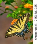 Eastern Tiger Swallowtail Butterfly on Lantana