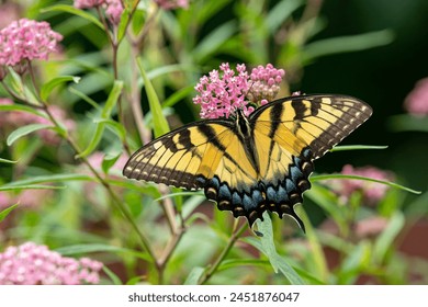 Eastern Tiger Swallowtail butterfly on swamp milkweed wildflower. Insect and nature conservation, habitat preservation, and backyard flower garden concept. - Powered by Shutterstock