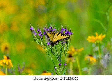 An Eastern Tiger Swallowtail Butterfly on Blue Vervain Wildflowers at Riverside Park, in Donegal Township, Pennsylvania. - Powered by Shutterstock