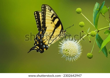 An Eastern Tiger swallowtail butterfly on a buttonbush flower