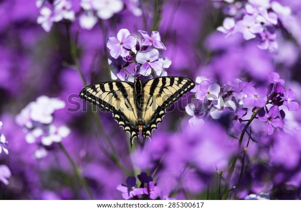 Eastern\
Tiger Swallowtail Butterfly on Purple\
Flowers