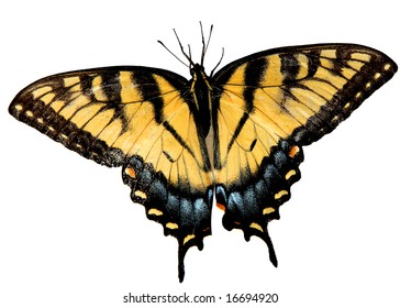 3,304 Eastern tiger swallowtail butterfly Images, Stock Photos ...