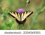 Eastern Tiger Swallowtail butterfly (Papilio glaucus) feeding on thistle flowers, beautiful yellow wings wide open.