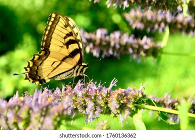 Anise Swallowtail: imágenes, fotos de stock y vectores  Shutterstock