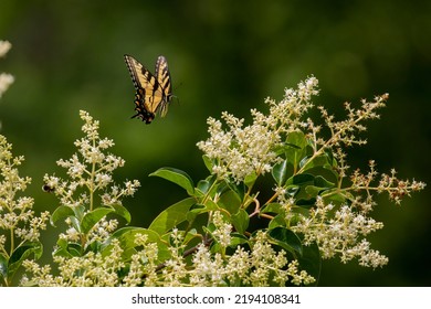 423 Japanese Swallowtail Butterfly Images, Stock Photos & Vectors 