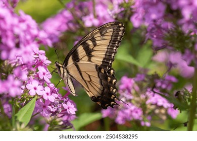 Eastern Tiger Swallowtail Butterfly (Papilionidae) on pink flowers in garden - Powered by Shutterstock