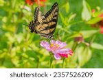 Eastern tiger swallowtail butterfly perched on pink flower in garden in summer